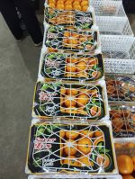 Bulk Oranges for Wholesale Partners