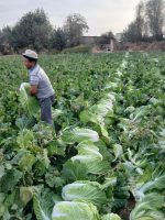 Crisp Fresh Chinese Cabbage (Napa Cabbage)