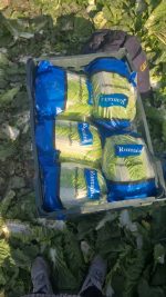 Crisp Fresh Chinese Cabbage (Napa Cabbage)