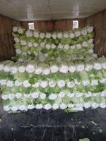 Crisp Fresh Chinese Cabbage (Napa Cabbage)