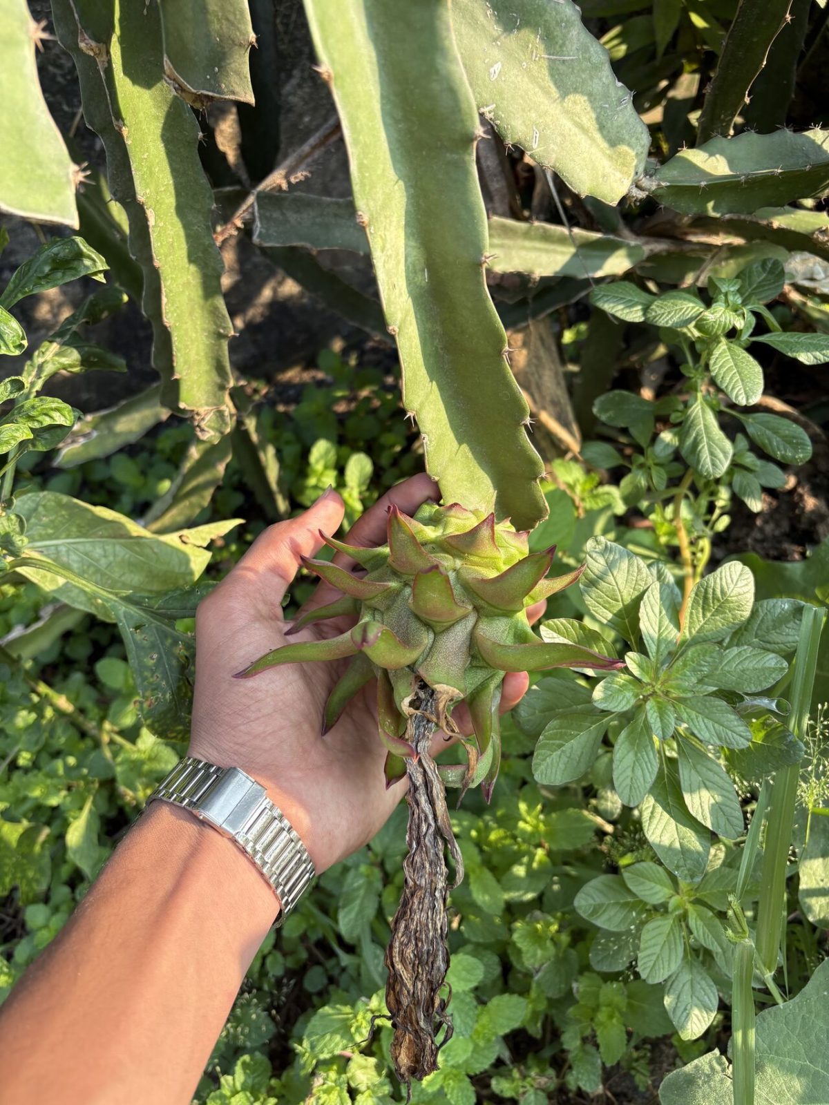 Dragon Fruit Odyssey