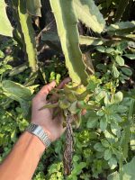 Dragon Fruit Odyssey