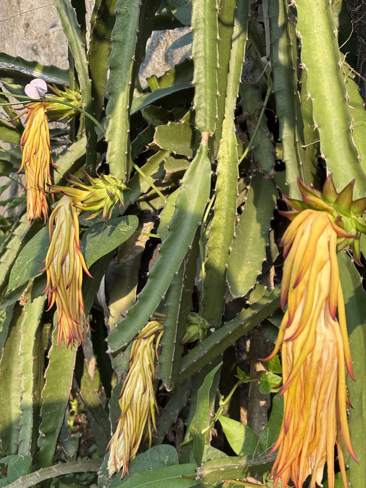 Dragon Fruit Odyssey