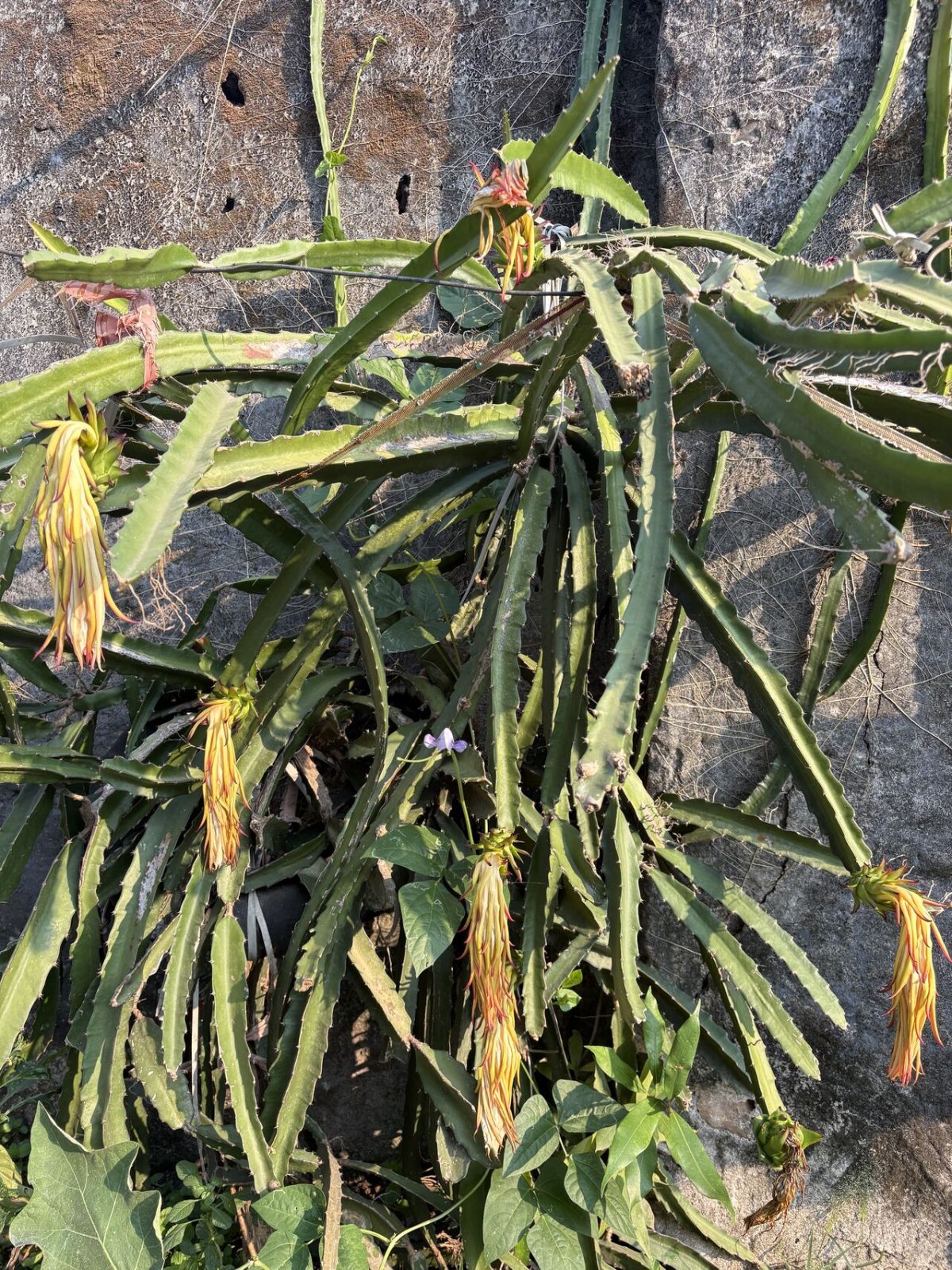 Dragon Fruit Odyssey