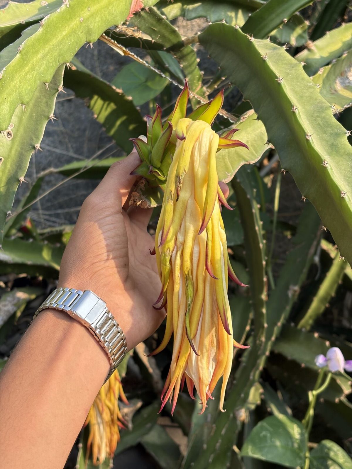 Dragon Fruit Odyssey