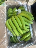 موز کاوندیش تازه برداشت شده G9 - محصول ممتاز صادراتی هند برای بازارهای جهانی