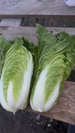 Crisp Fresh Chinese Cabbage (Napa Cabbage)