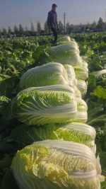 Crisp Fresh Chinese Cabbage (Napa Cabbage)