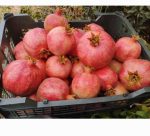 جواهرات یاقوت سرخ انار