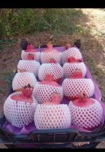 جواهرات یاقوت سرخ انار