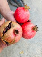 جواهرات یاقوت سرخ انار