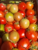 Premium Bicolor and Red Tomatoes