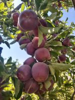 التفاح الأحمر والذهبي الممتاز للتصدير