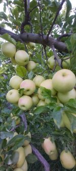 التفاح الأحمر والذهبي الممتاز للتصدير