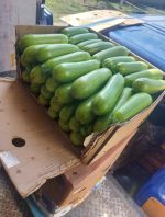 Premium Fresh Marcello Zucchini for Global Export
