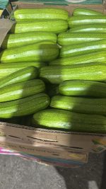 Premium Fresh Marcello Zucchini for Global Export