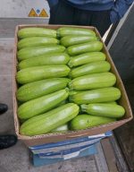 Premium Fresh Marcello Zucchini for Global Export