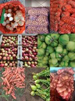 Premium Fresh Root Harvests – Direct from Russian Fields