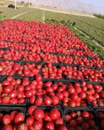 Premium Luxury Tomatoes