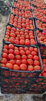 Premium Luxury Tomatoes: Elite Sakata Seeds, High Daily Yield