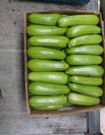 Premium Fresh Marcello Zucchini for Global Export