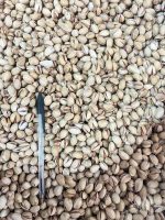 Premium Rafsanjan Pistachios