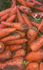 Premium Russian-Grown Carrots