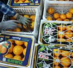 Premium Bulk Oranges for Wholesale Partners: Your Source for Year-Round Citrus Reliability