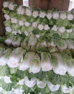 Crisp Fresh Chinese Cabbage (Napa Cabbage) – Premium Bulk Export from Uzbekistan's Fertile Fields