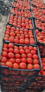 Discover the Vibrant Taste of Premium Bicolor and Red Tomatoes