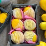 Fresh Rocket Red & Golden Melons | Premium Quality, Sorted & Custom Packaged