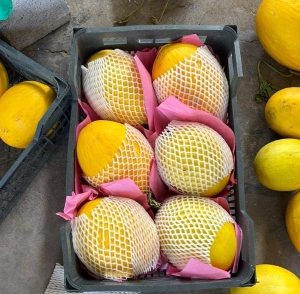 خربزه‌های تازه قرمز و طلایی راکت | کیفیت عالی، سورت شده و بسته‌بندی سفارشی