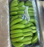 موز کاوندیش تازه برداشت شده G9 - محصول ممتاز صادراتی هند برای بازارهای جهانی