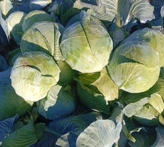 cropped-Kyrgyz-Late-Season-Cabbage-1.jpeg Kyrgyz Late-Season Cabbage: Crisp, Storied Harvests Straight from the Mountains for Your Bulk Needs - Image 1