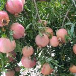 Luscious Darab Ashkefti Pomegranates: Ruby-Red Jewels from Fars, Iran – Elite B2B Export Harvest