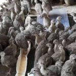 طيور السمان المستزرعة الممتازة بعمر شهرين للتصدير | طيور عالية الجودة وصحية