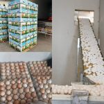 تخم‌مرغ‌های صادراتی ممتاز: منبع مورد اعتماد شما برای خاورمیانه و جنوب آسیا