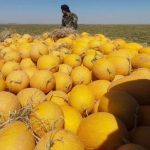 Premium Export-Quality Melons and Watermelons | Fresh from the Farm