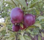 التفاح الأحمر والذهبي الممتاز للتصدير: حصاد نابض بالحياة لأسواق B2B العالمية