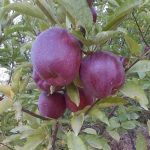 سیب‌های قرمز و طلایی صادراتی ممتاز: برداشت پر جنب و جوش برای بازارهای جهانی B2B