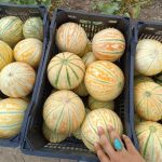 میوه و سبزیجات تازه ممتاز برای صادرات | کیفیت فوق العاده لوکس و بسته بندی شیک