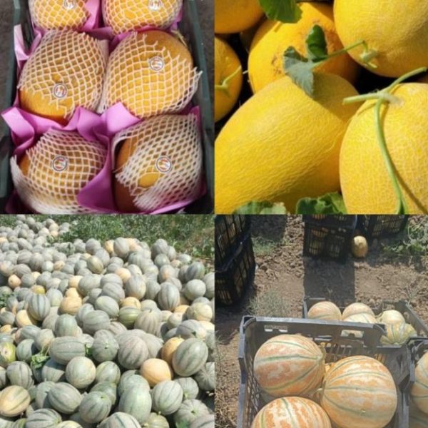خربزه، هندوانه و هویج تازه و ممتاز | مستقیم از مزرعه | عرضه عمده