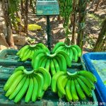 Premium G9 Fresh Bananas from Maharashtra, India – Export-Grade Bulk for Global B2B Success 🍌