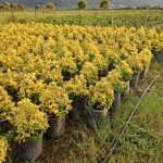 Premium Golden Boxwood (Buxus) | Short, Dense & Ready for Landscaping