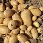 Premium Grade 1 Jelly Potatoes for Export | High Starch & Superior Quality