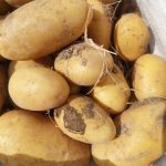 سیب زمینی ژله ای درجه یک ممتاز صادراتی - کیفیت و طعم بی نظیر