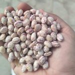 فاصوليا البينتو (فاصوليا كاريوكا) الممتازة من الدرجة 1 المصنفة بالليزر للتصدير