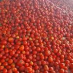 معجون طماطم صناعية ممتازة للتصدير - بريكس عالي البريكس وغني اللون