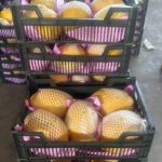 Premium Iranian Melons, Watermelons & Bell Peppers