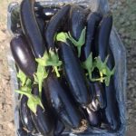 Premium Lampei & Clash Eggplants
